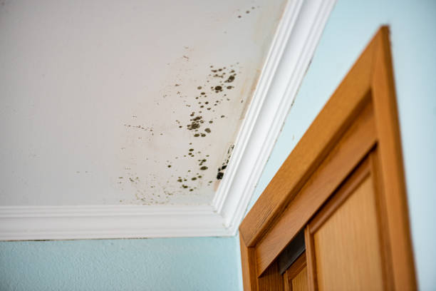 Best Mold Testing and Inspection Services in Mangonia Park, FL