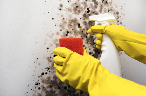 Best Kitchen Mold Remediation in Mangonia Park, FL